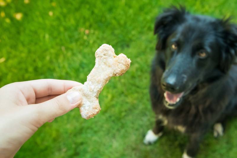 black dog waiting patiently for the baked treat