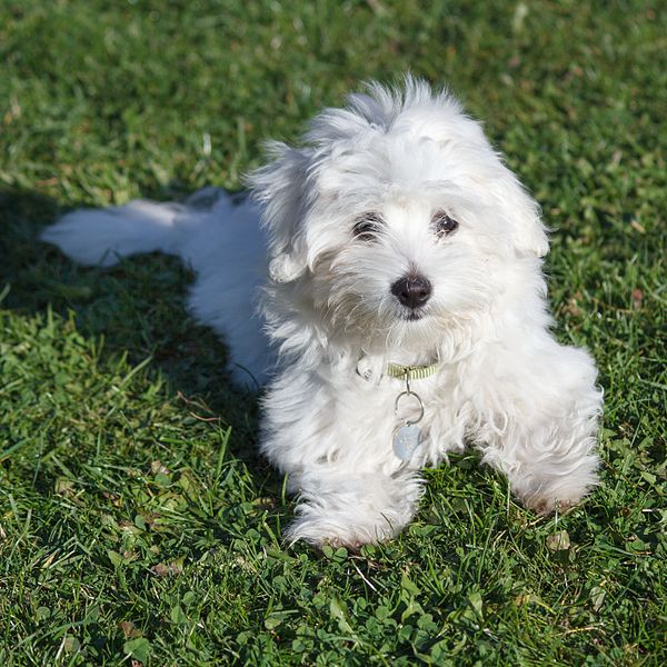 Coton-de-Tulear-puppy