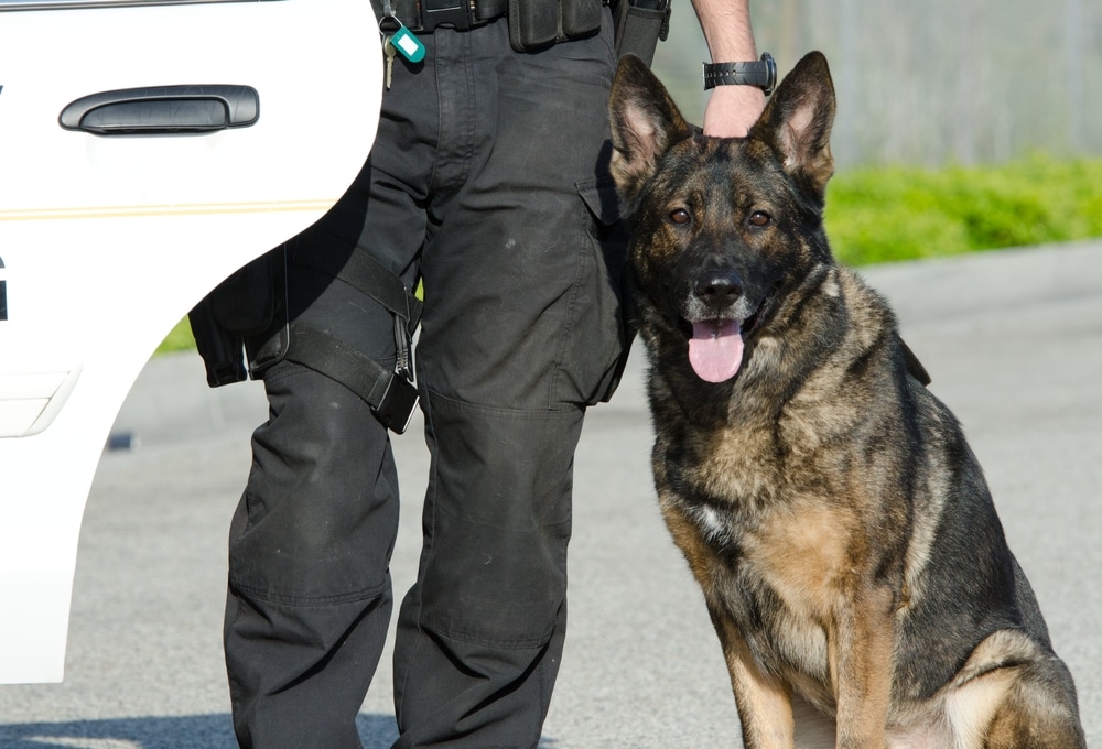 What Happens to Police Dogs When They Retire? Facts About Canine Retirement