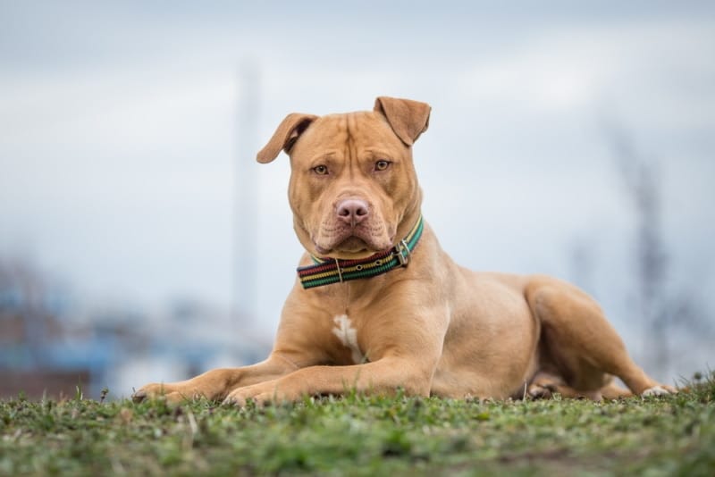 10 Vet-Reviewed Misconceptions About Pit Bulls