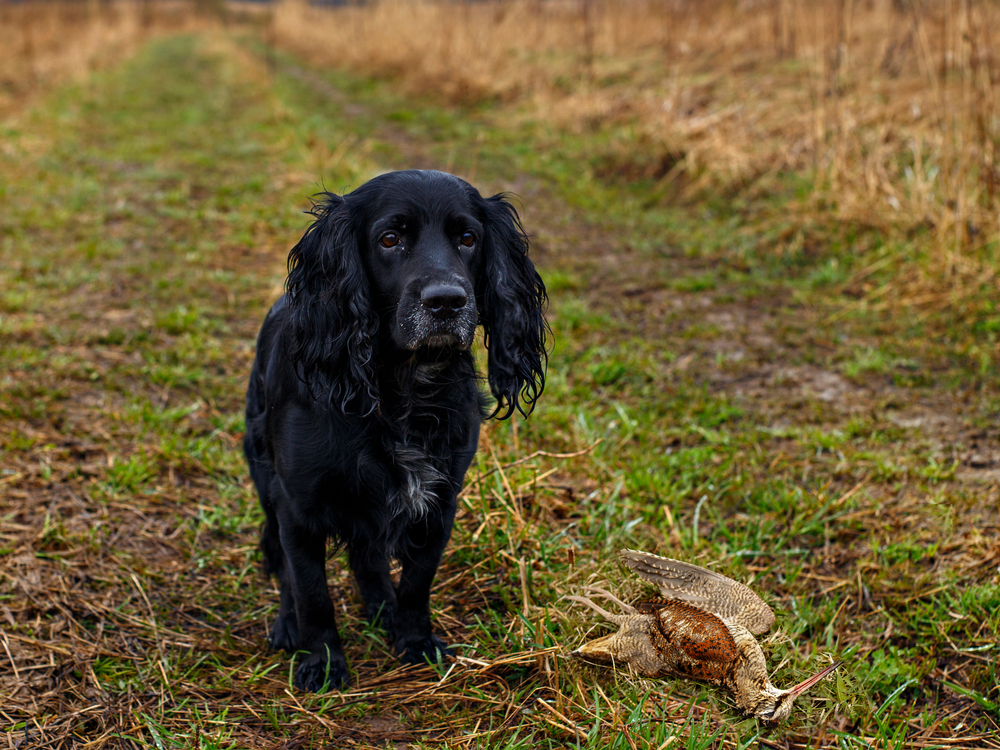 Why Do Dogs Bring You Dead Animals? Vet-Verified Reasons, Risks & Prevention Tips