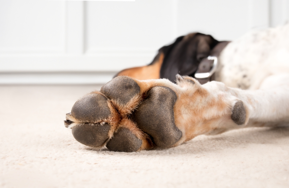 Why Are My Dogs Paws So Rough: 5 Vet-Verified Reasons & Protection Tips