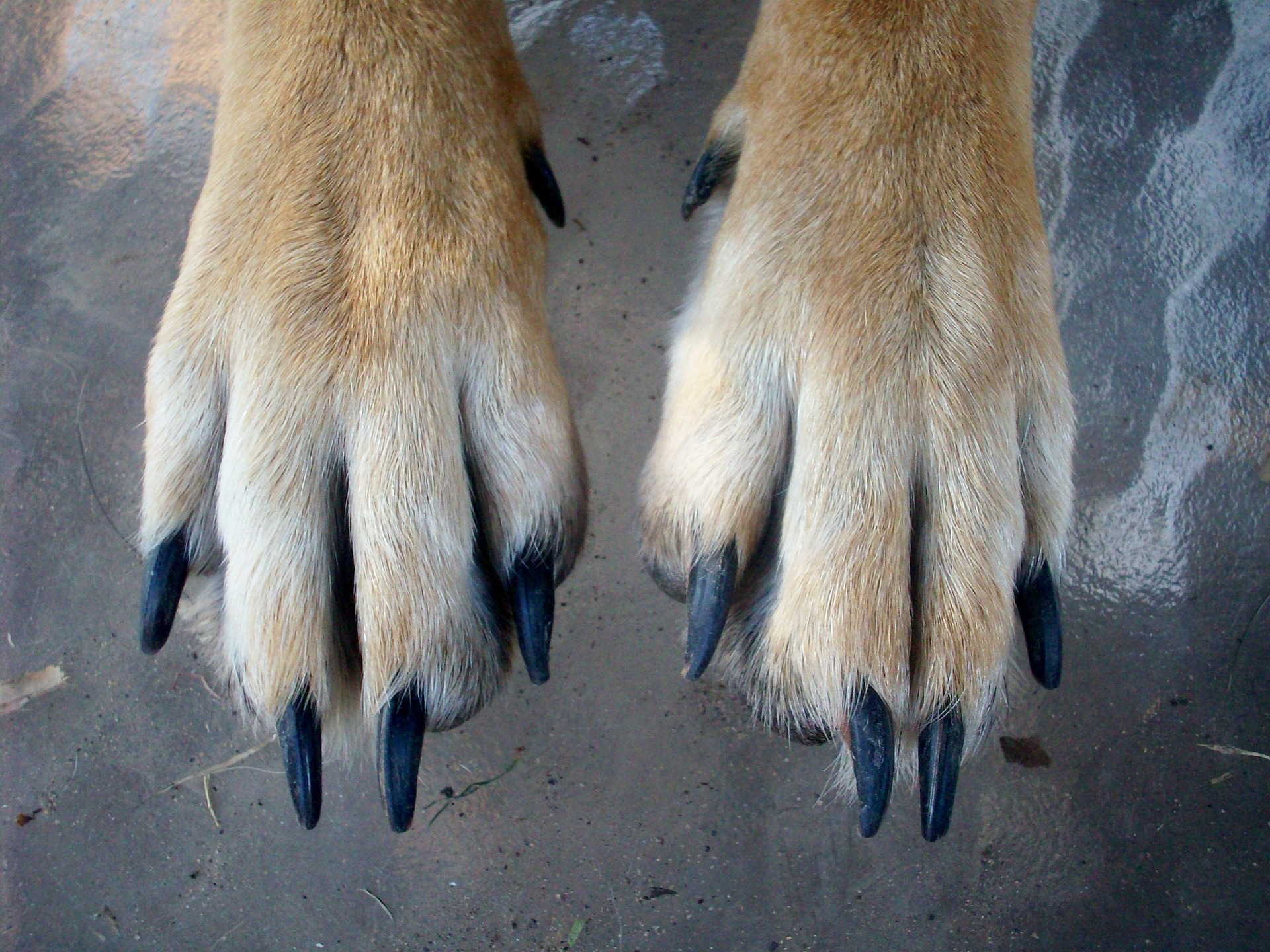 Why Do Dogs Not Like Their Paws Touched? 10 Possible Reasons & Vet-Approved Tips