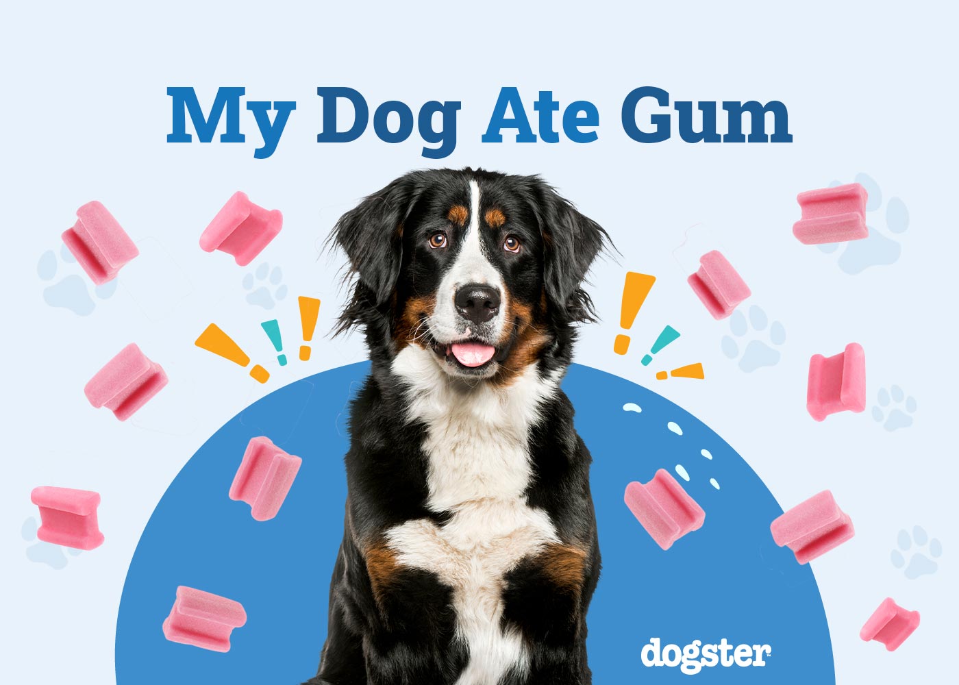 My Dog Ate Gum, What Should I Do? 3 Vet-Approved Steps to Take
