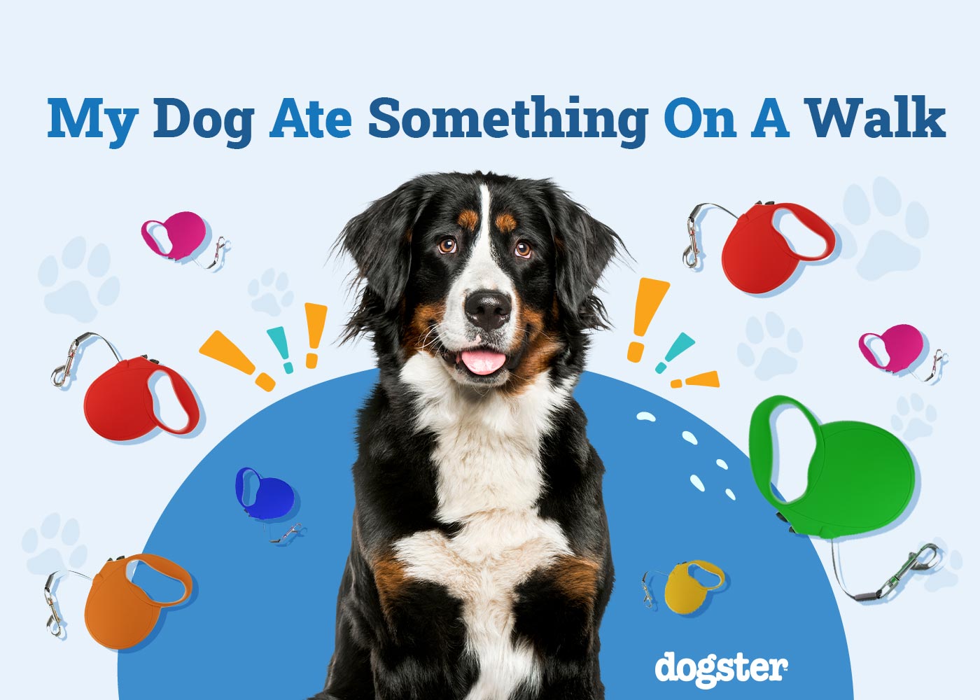 My Dog Ate Something On a Walk: What to Do (Vet-Approved Tips)