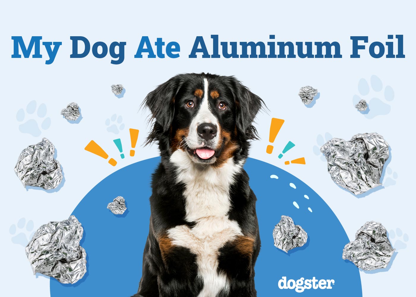 My Dog Ate Aluminum Foil! Our Vet Explains What to Do Now
