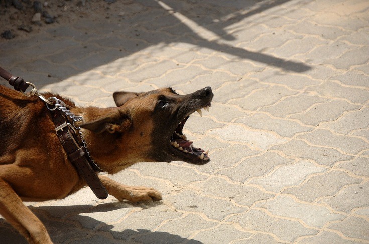 Dog Lunges at Other Dogs: 6 Vet-Approved Ways to Stop It