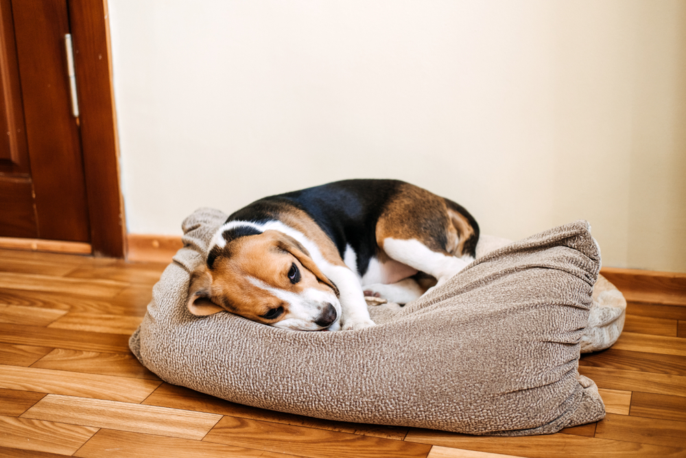 Do Dogs Have Period Cramps? Vet-Verified Health Facts & FAQ