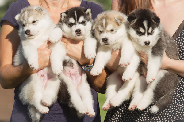 Dog Breeder vs Rescue Shelter: Vet-Verified Pros, Cons & Considerations
