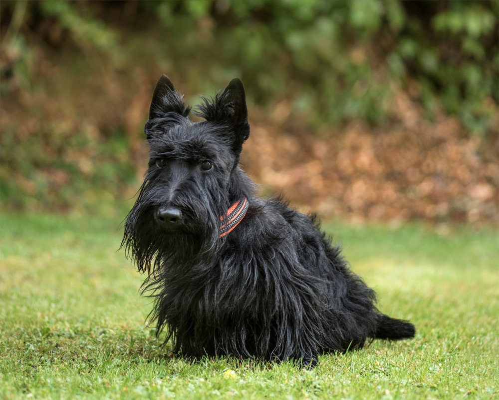 Do Scottish Terriers Bark a Lot? Vet-Verified Behaviors Explained & Tips to Help