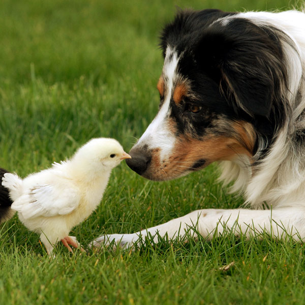 12 Best Farm Dogs: Pictures, Facts & History
