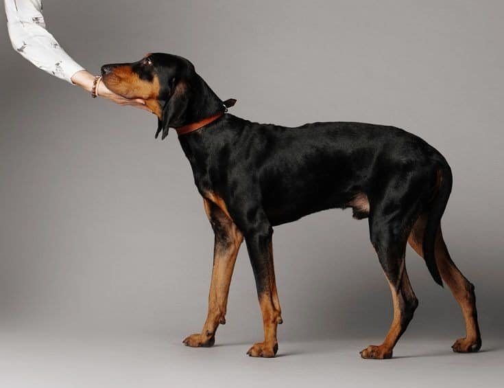 Black and Tan Coonhound: Breed Info, Pictures, Traits & Care