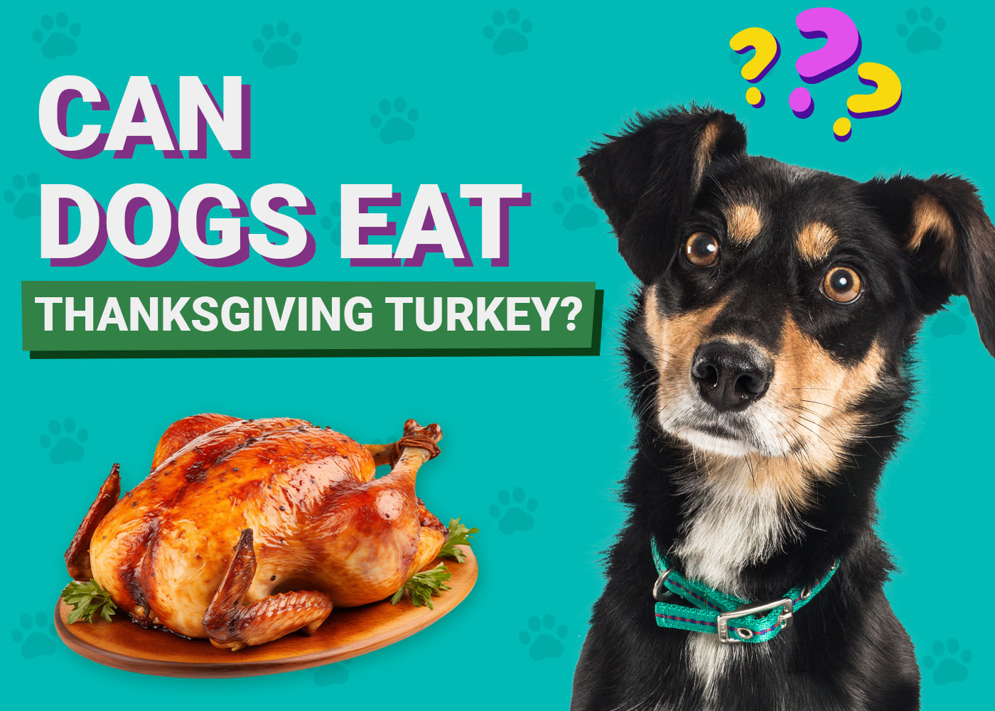 Can Dogs Eat Thanksgiving Turkey? Vet-Verified Nutrition Guide