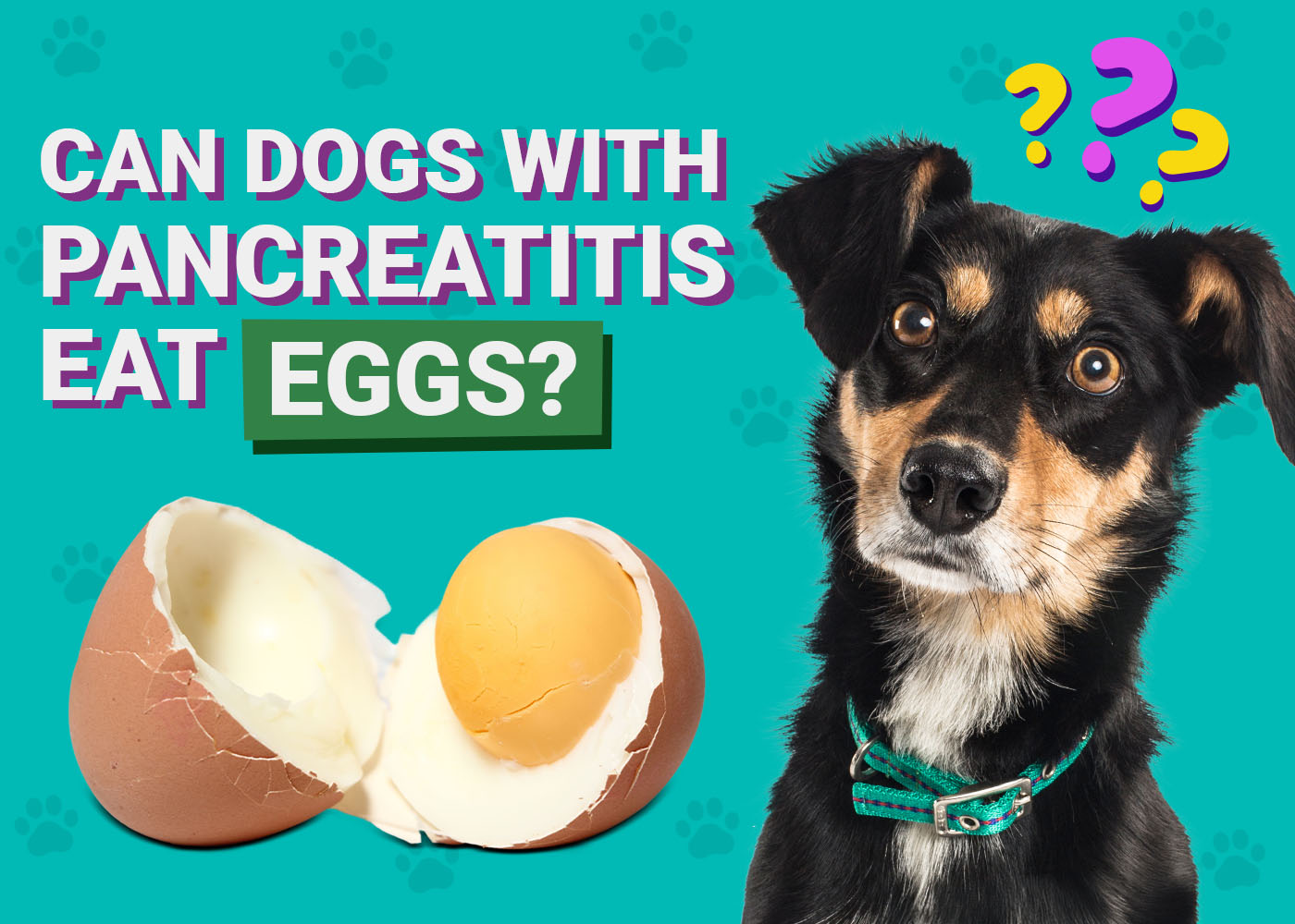 Can Dogs With Pancreatitis Eat Eggs? Vet-Approved Facts & FAQ