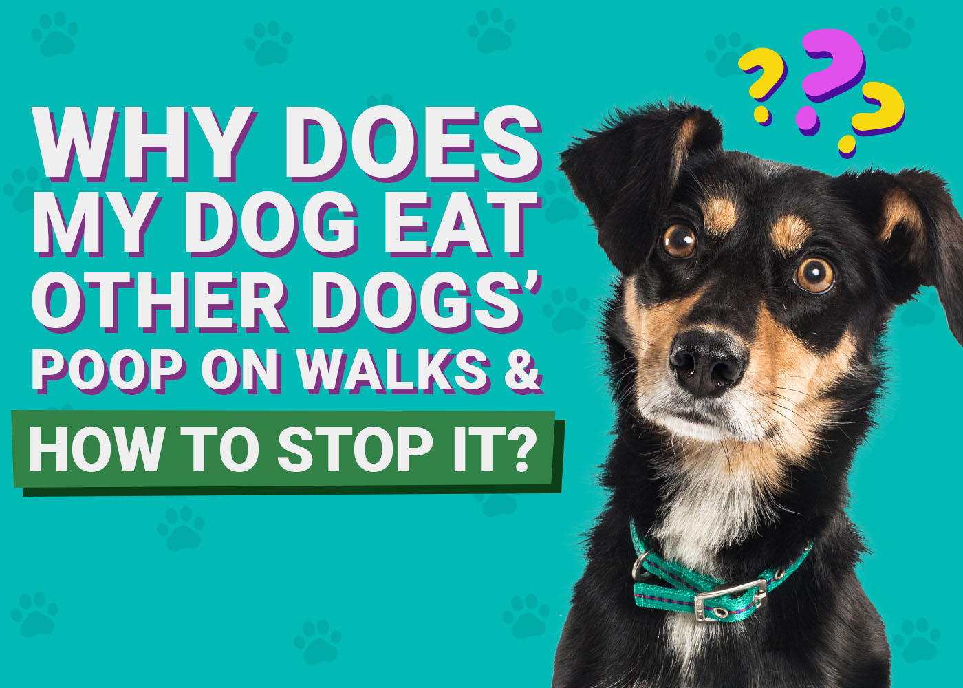 Why Does My Dog Eat Other Dogs' Poop on Walks & How to Stop It (Vet-Approved Guide)