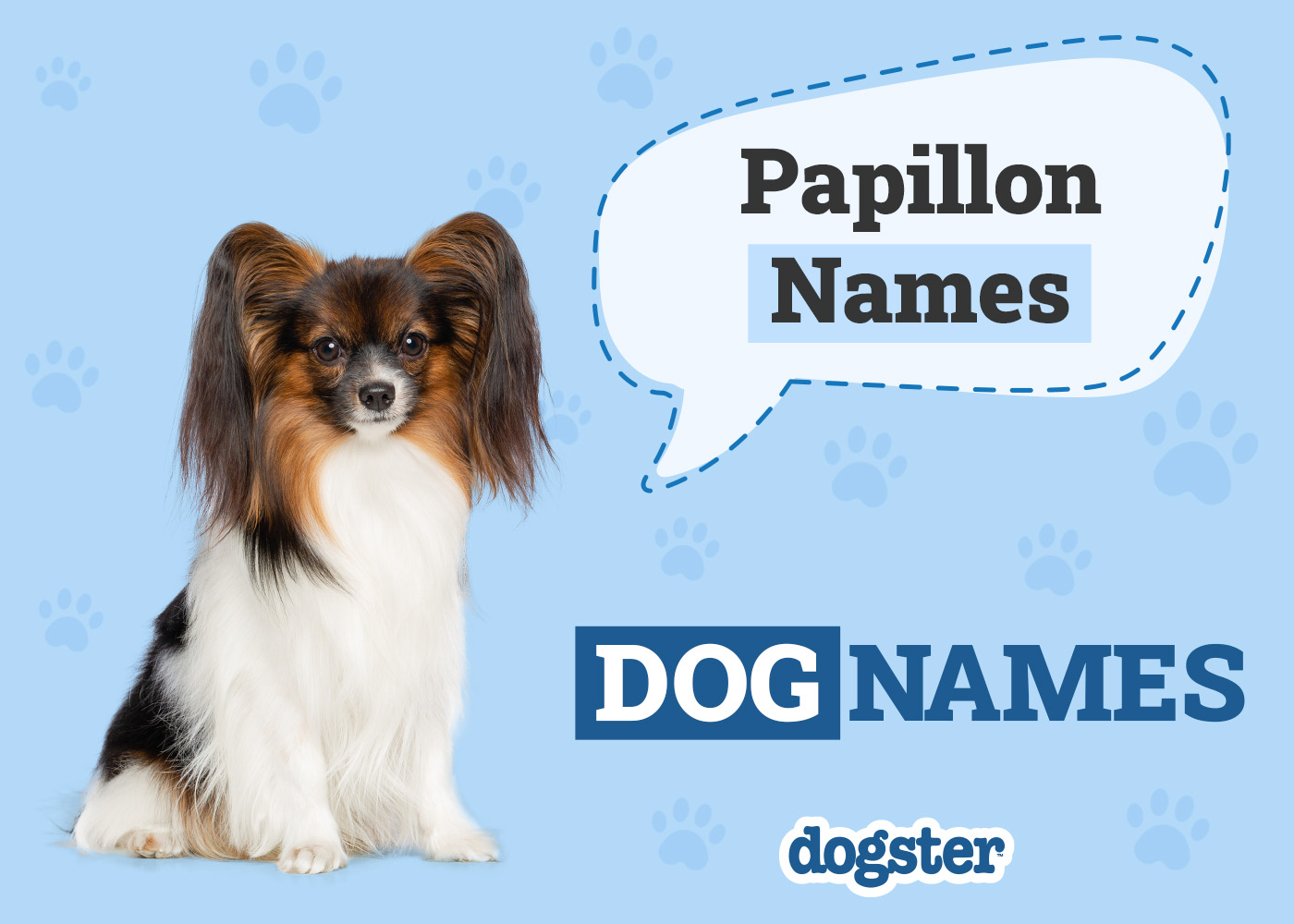 187 Popular & Unique Papillon Names for Your Parisian Pup
