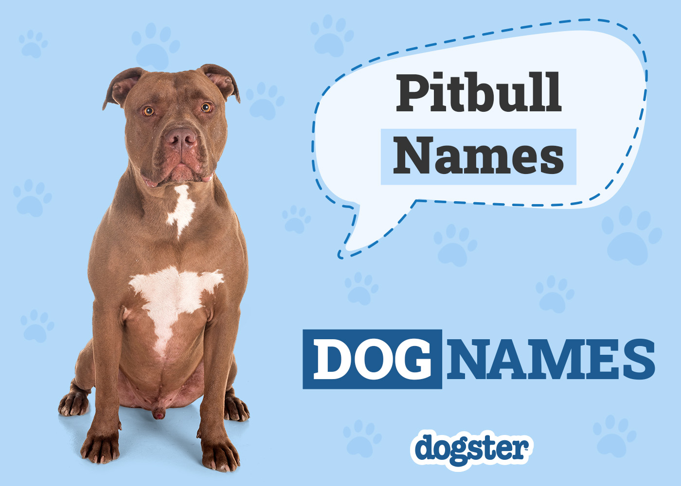 206 Awesome Pitbull Names for Your Tough & Smart Dog