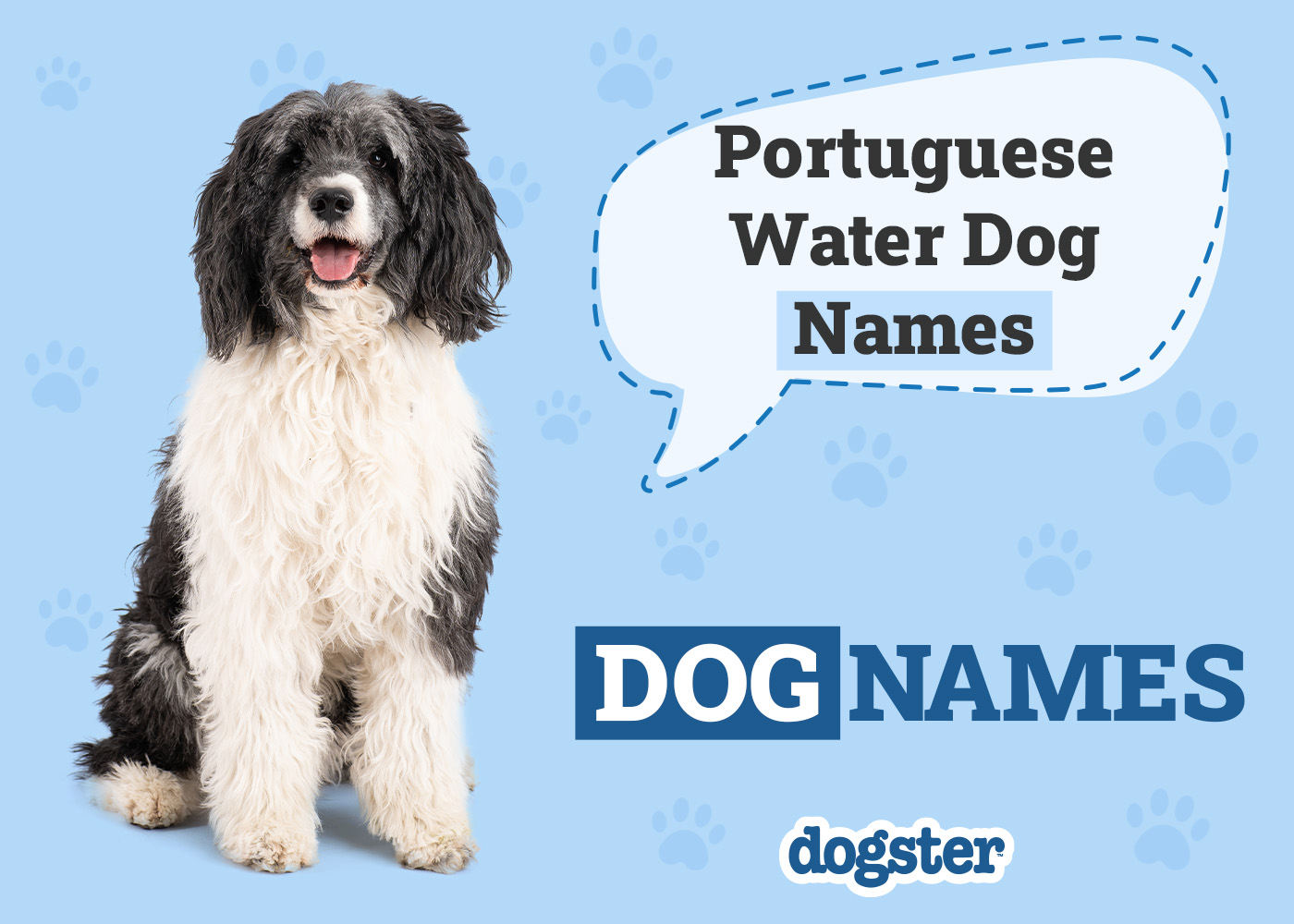 150+ Portuguese Water Dog Names: Popular & Unique Ideas