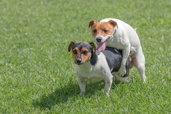 Why Do Dogs Hump Each Other? 6 Vet-Reviewed Reasons