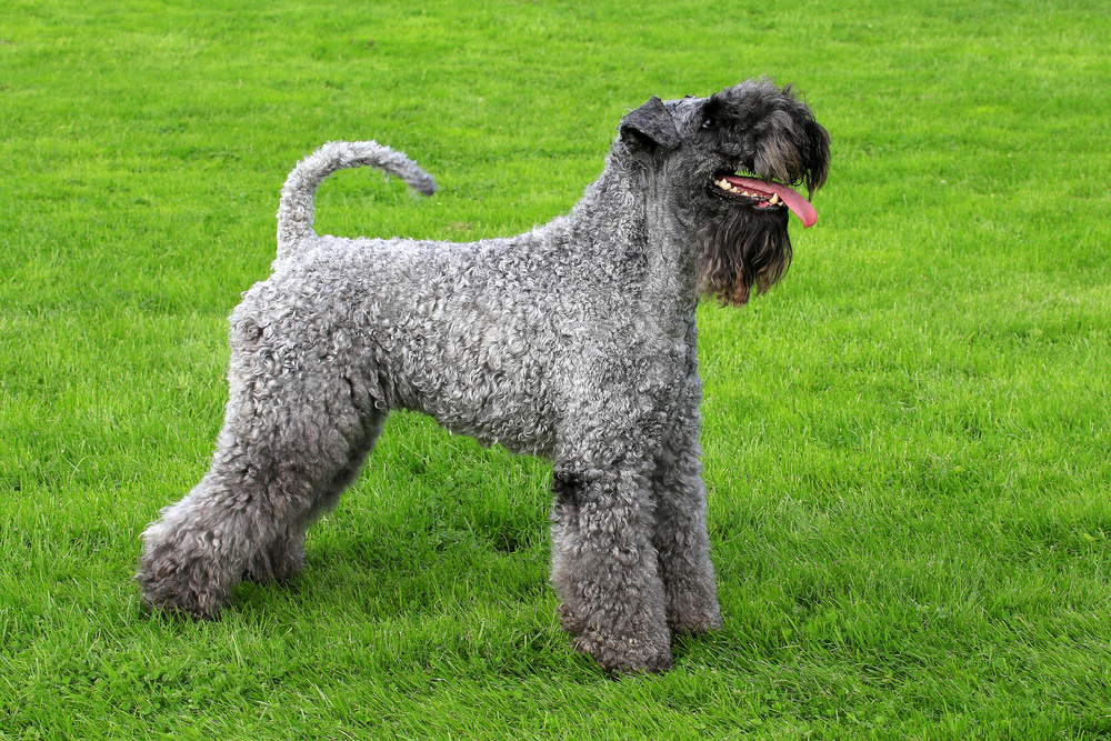 Kerry Blue Terrier in a spring garden