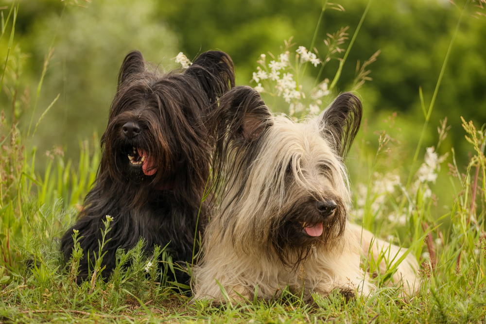 Two Skye Terriers in the summer grass