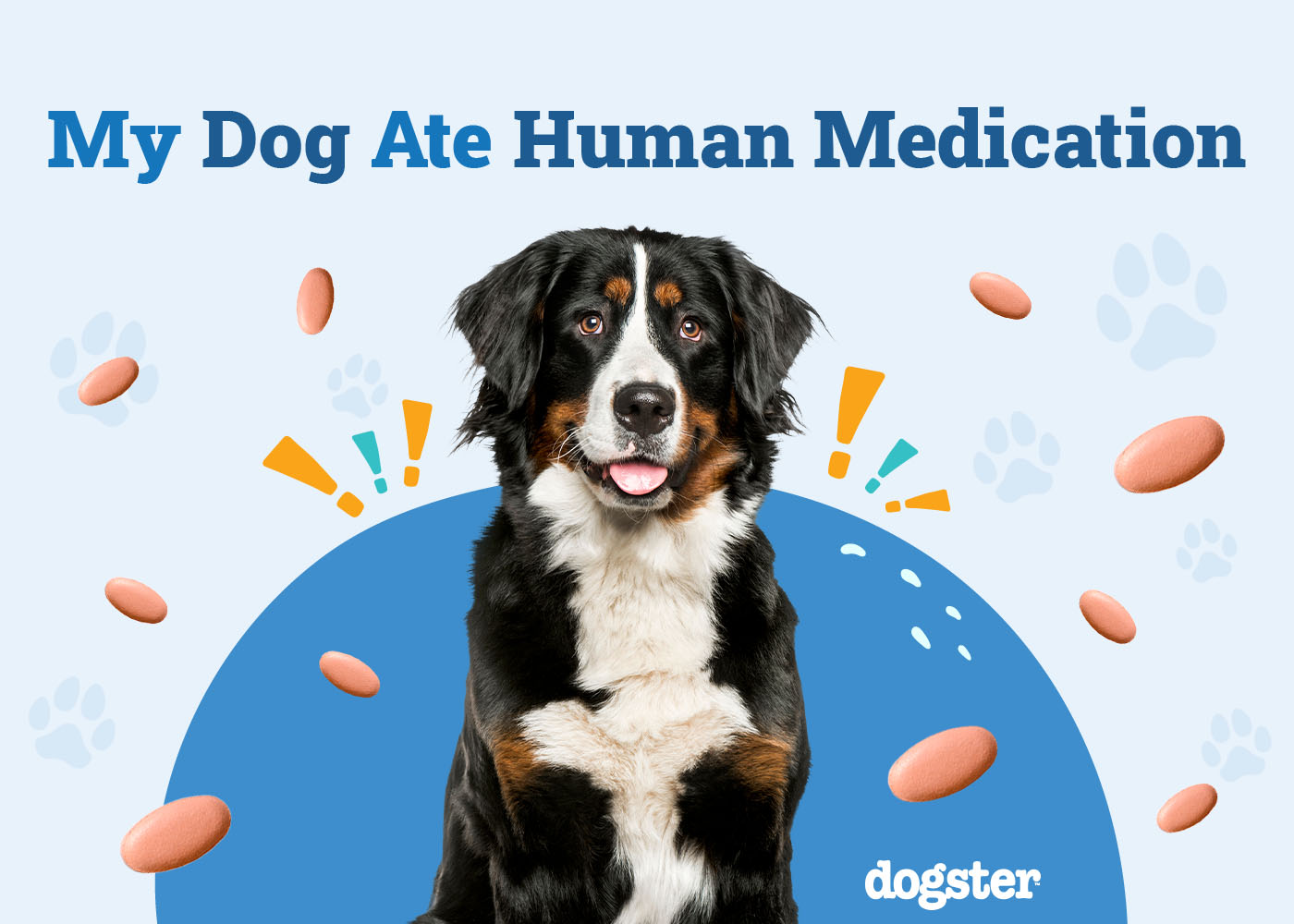 My Dog Ate Human Medication: Our Vet's Advice on What to Do