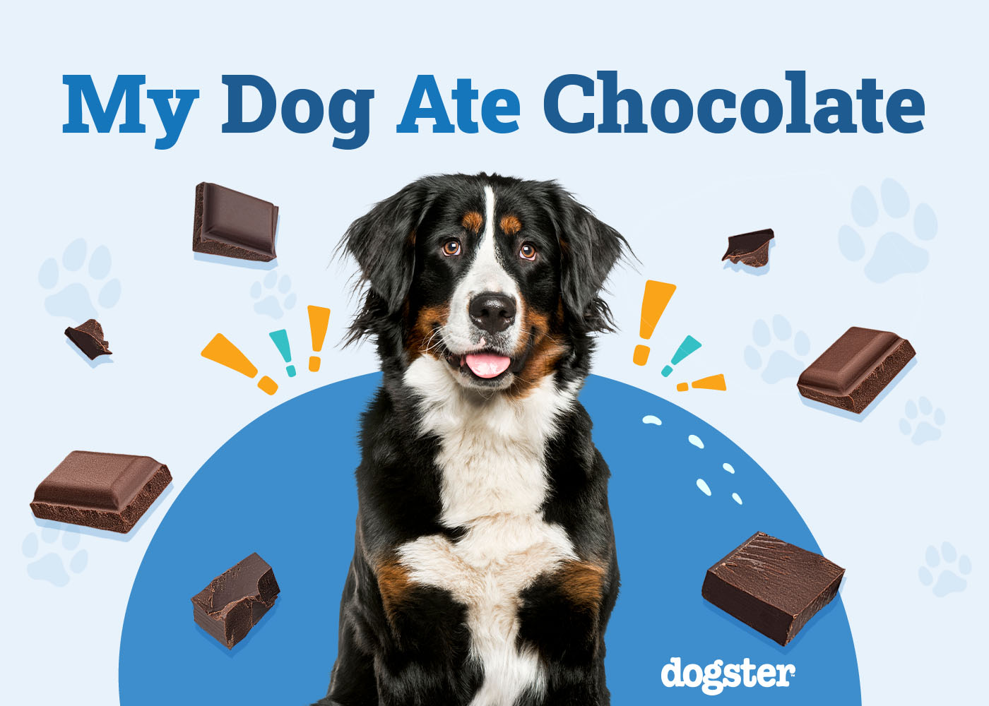 What to Do if My Dog Ate Chocolate: 3 Vet-Approved Steps to Follow