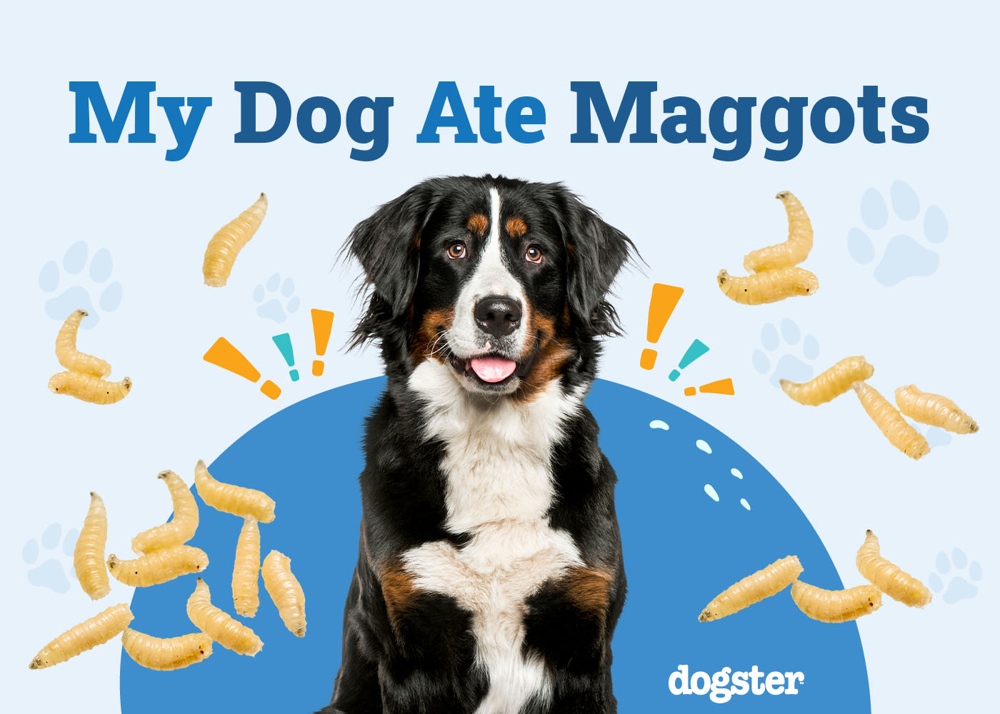 My Dog Ate Maggots: Should I Be Worried? (Vet Answer)