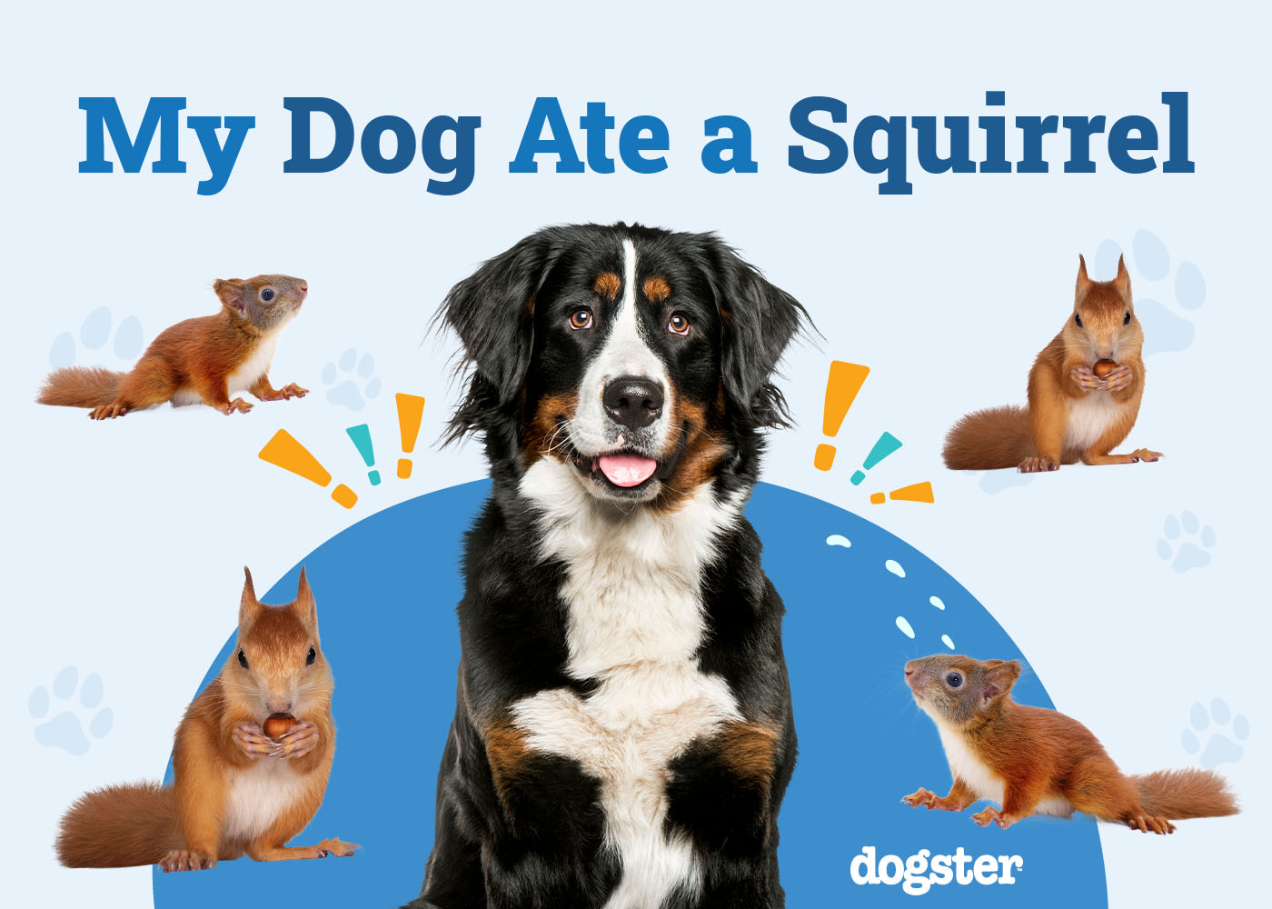 My Dog Ate a Squirrel: Should I Be Worried? Our Vet Explains