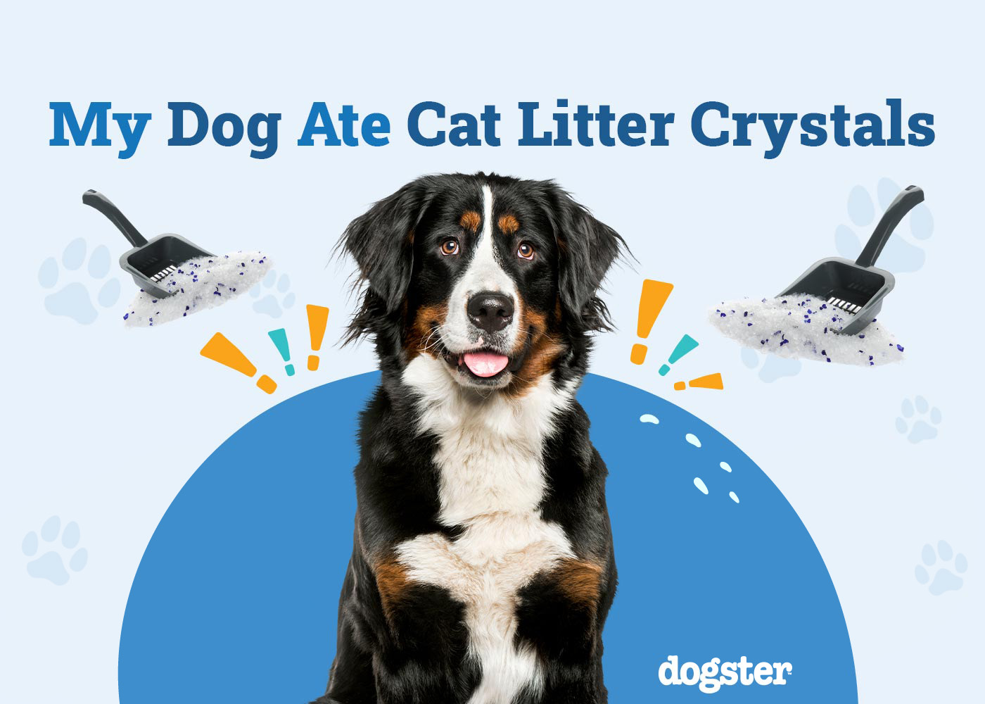 My Dog Ate Cat Litter Crystals: Here Is What To Do