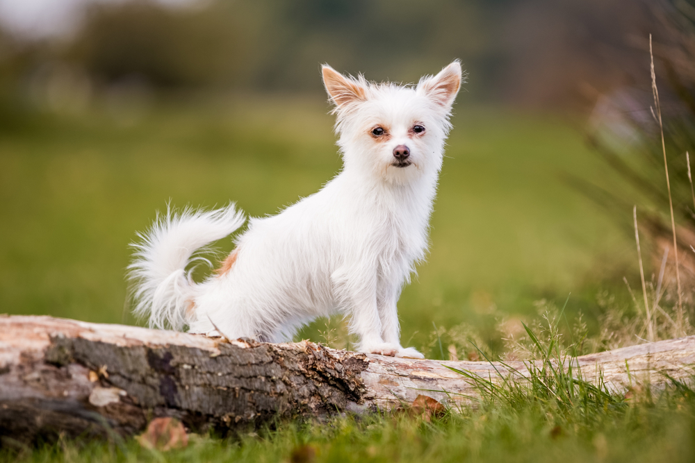 12 Chihuahua Terrier Mixes: Info, Pictures, Traits & More