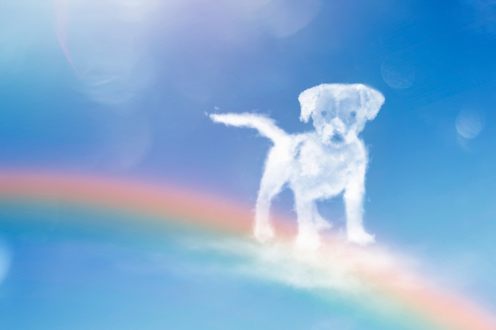 What Is the Rainbow Bridge? The Incredible Story Behind the Poem
