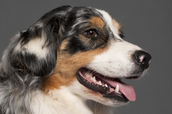 Dog Tooth Infection: Signs, Causes & Treatment (Vet Answer)