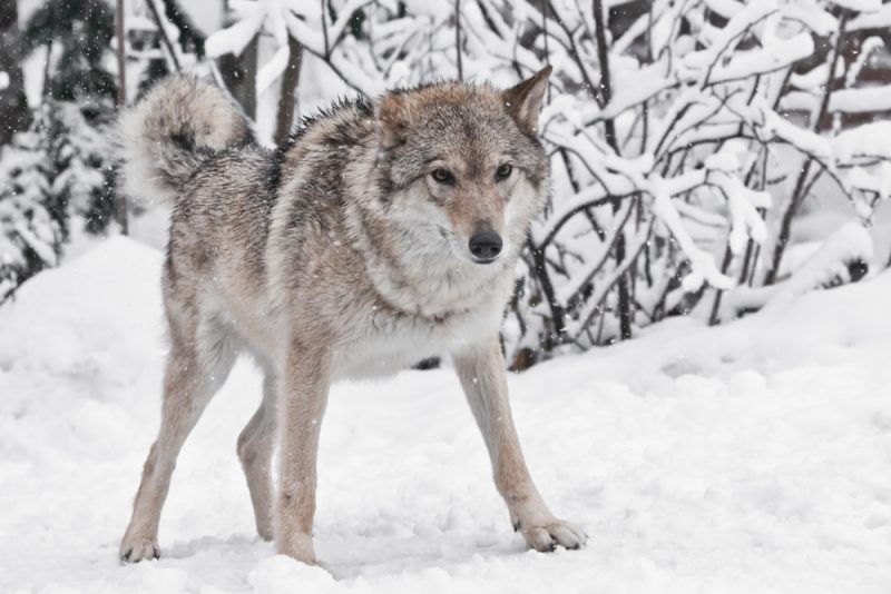 dire wolf in the snow