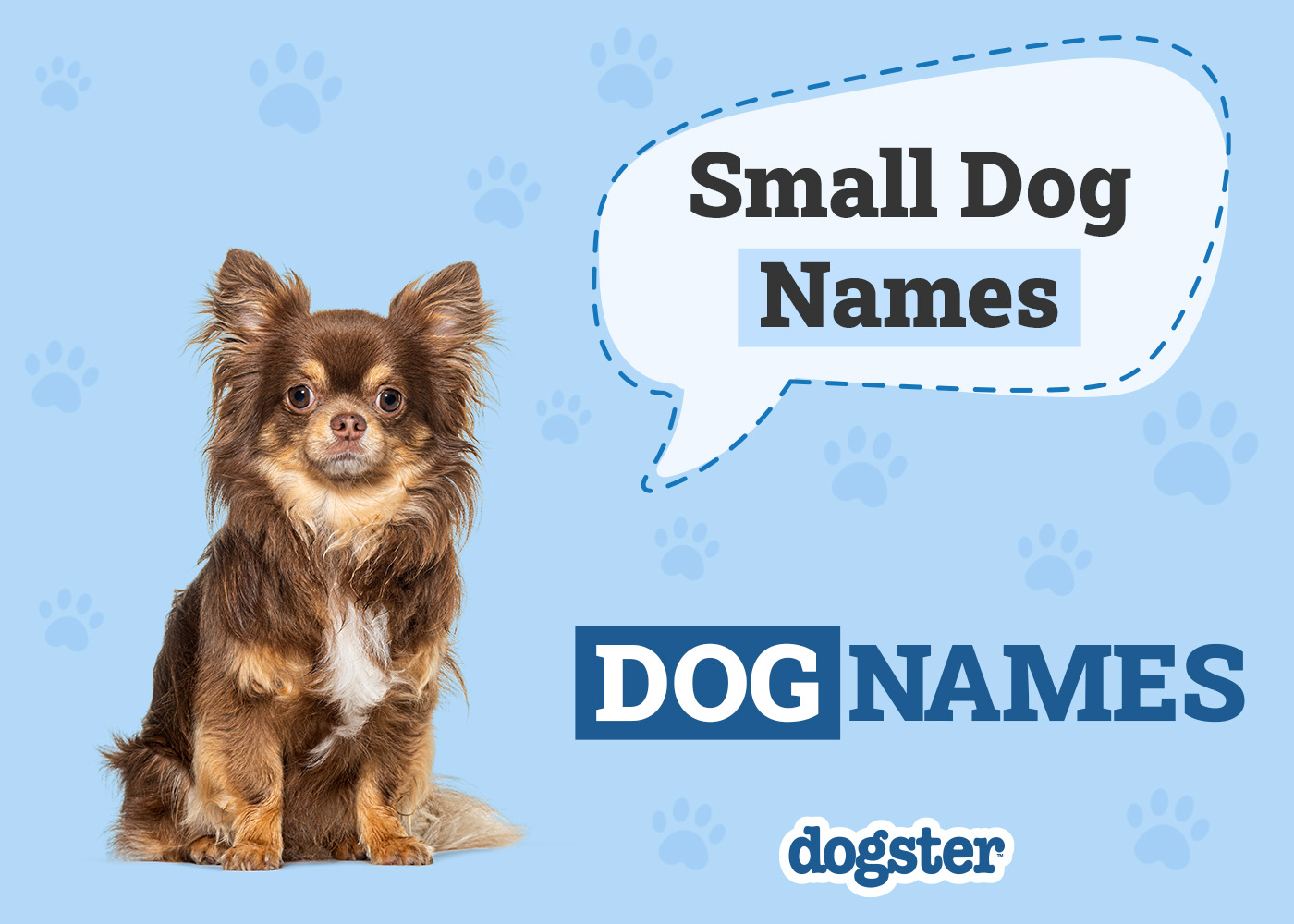150 Small Dog Names for Your Tiny Furry Friend