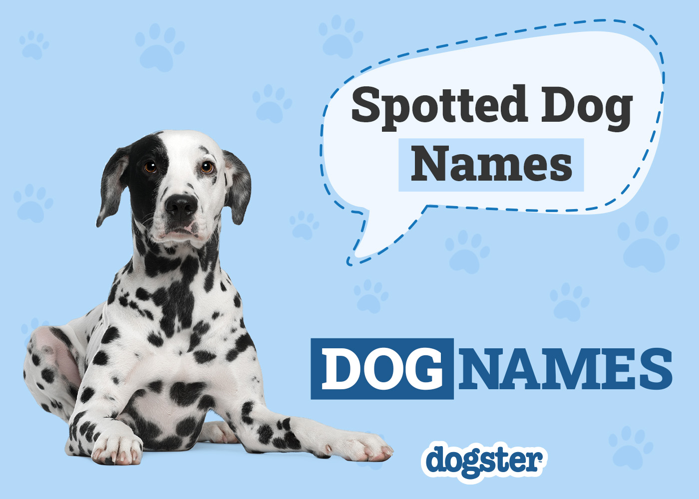 100 Spotted Dog Names for Your Multicolored Pup