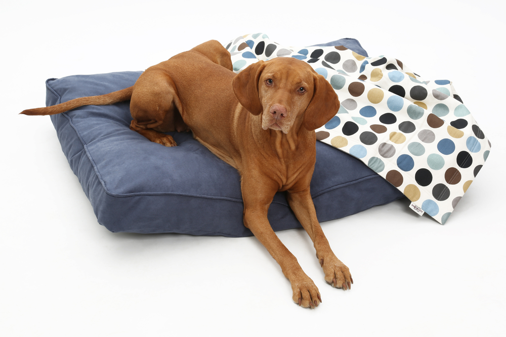 Vizsla on dog bed