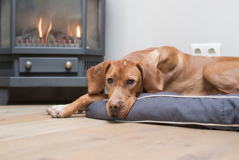 Vizsla Separation Anxiety: How Common It Is & What to Do (Vet-Verified)