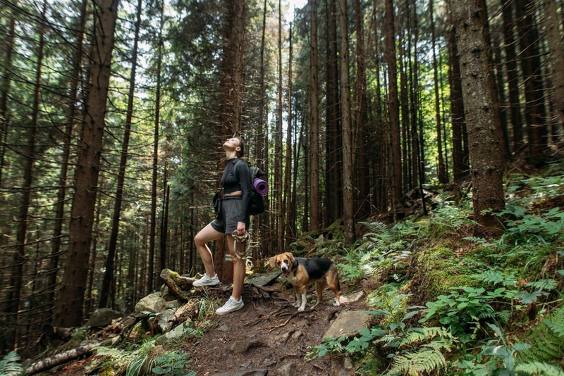 How to Hike the Pacific Crest Trail (PCT) With a Dog: 4 Helpful Tips