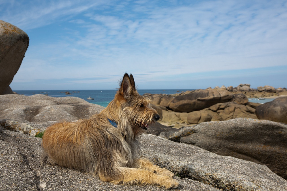 Berger Picard dog lying on the rock facing ocean