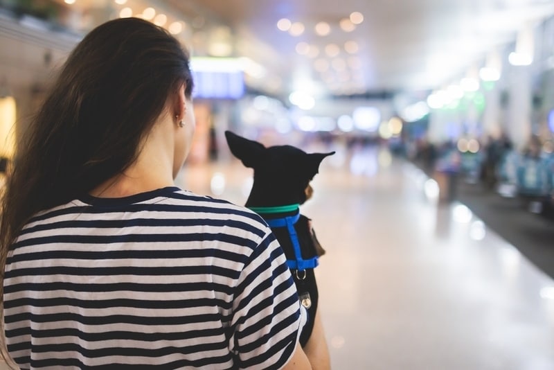 Flying With an Anxious Dog: 9 Vet-Approved Tips
