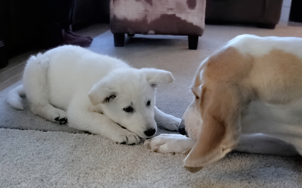 Are Small Dogs Better Behaved Than Large Dogs? Behavior & Facts Explained