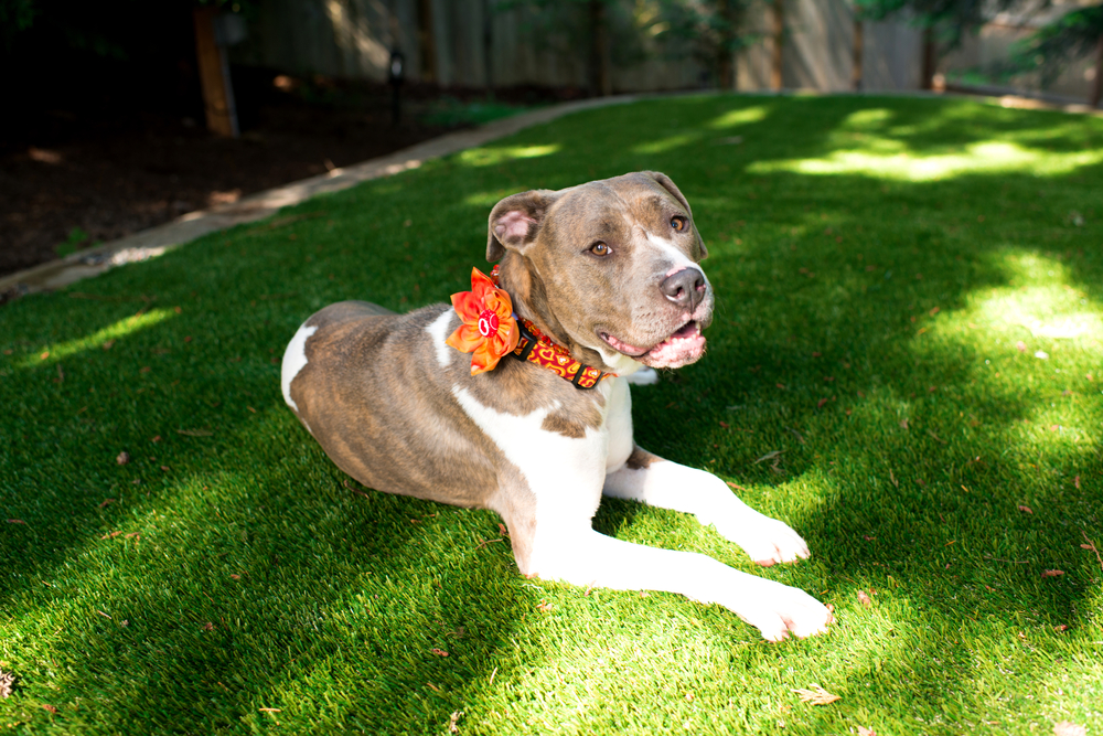 Best Flower Collars for Dogs in 2026: Reviews & Top Picks