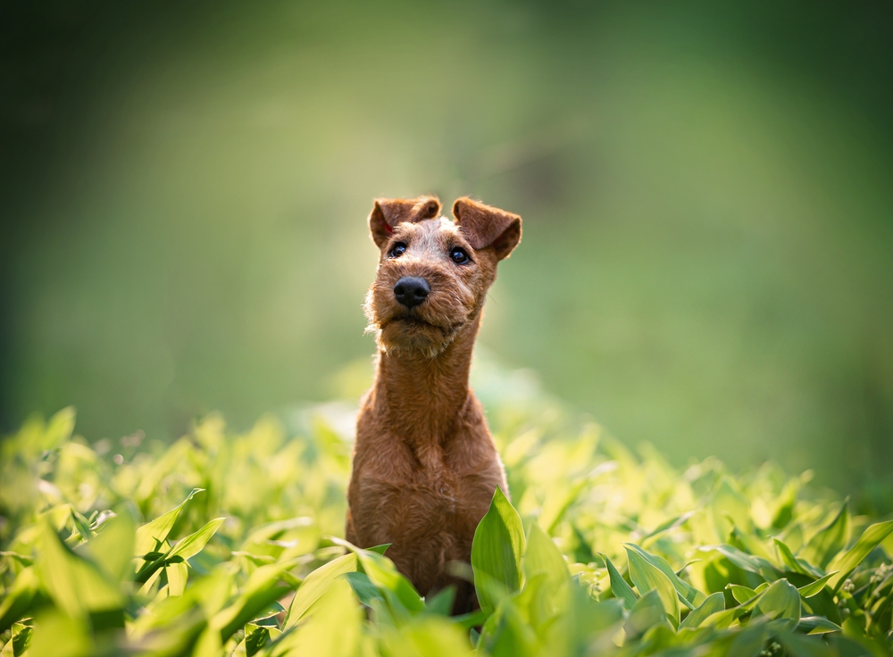 10 Dog Breeds With Button Ears: Info, Pictures & History