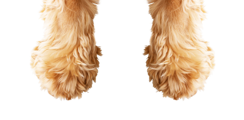 How to Care for Your Dog's Paws: 8 Vet-Approved Tips & Tricks