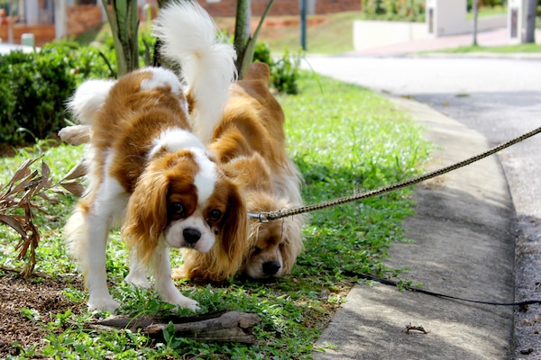 Why Is My Dog Peeing a Lot? 9 Vet-Approved Reasons