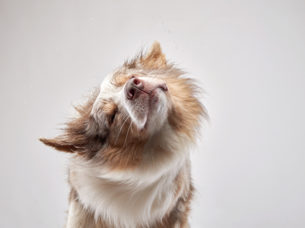 Why Does My Dog Shake His Head? 8 Vet-Verified Reasons