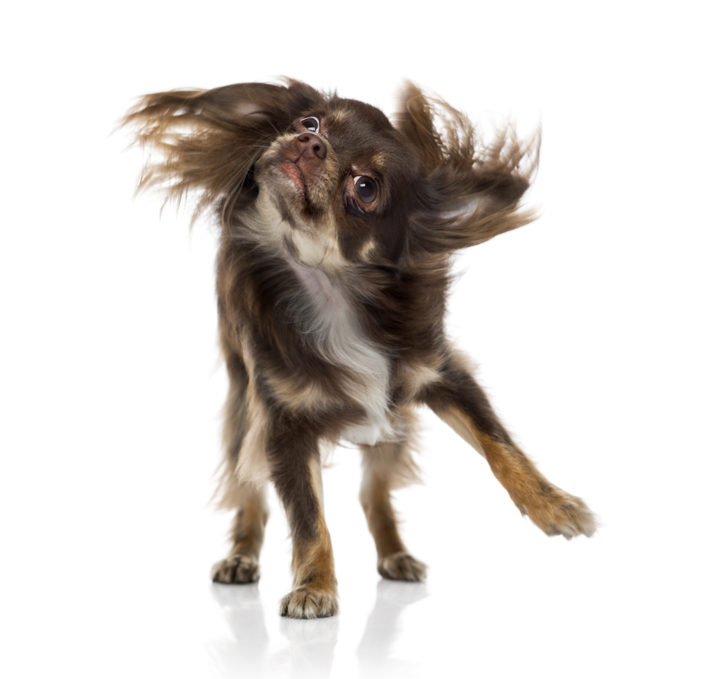 Why Do Dogs Shake Off When They Aren’t Wet? 5 Vet-Verified Reasons