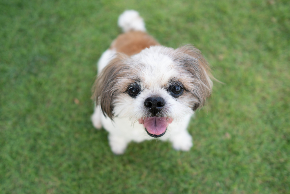 Do Dogs Have Souls? What The Evidence Tells Us