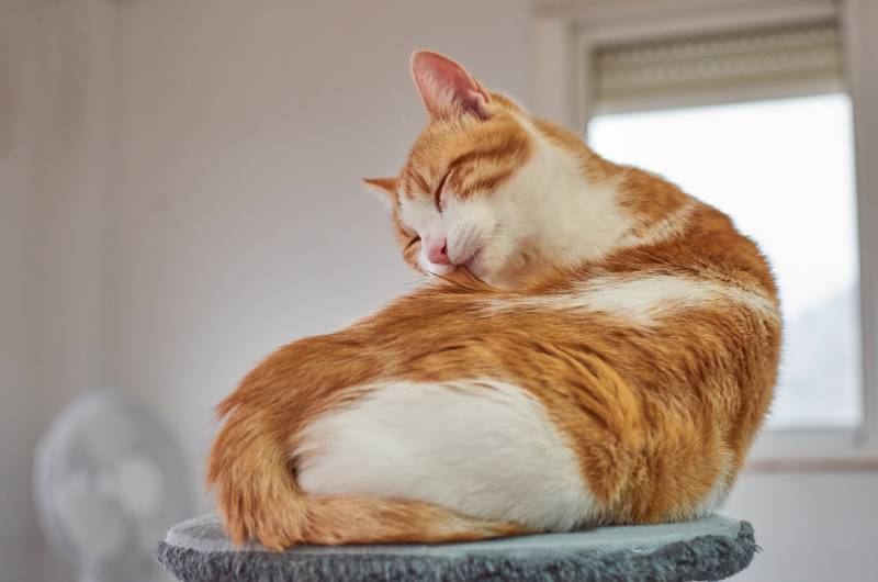 adorable cat with eyes-closed enjoying cleaning itself